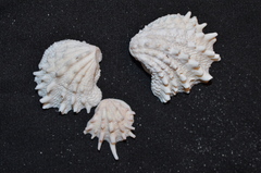 Arcinella cornuta