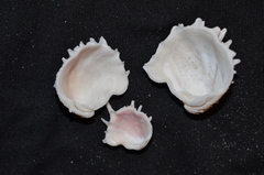 Arcinella cornuta