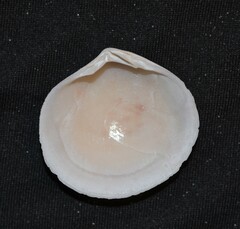 Semele proficua