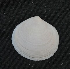 Semele proficua