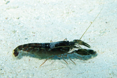 Alpheus novaezealandiae