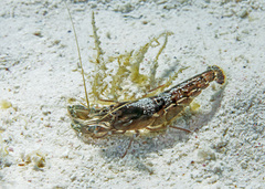 Alpheus novaezealandiae
