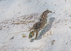 Alpheus novaezealandiae