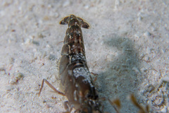 Alpheus novaezealandiae