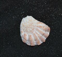 Plicatula gibbosa