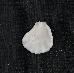 Plicatula gibbosa