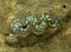 Tridacna