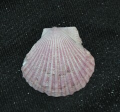 Argopecten