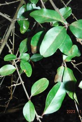 Forestiera ligustrina