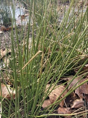 Juncus effusus