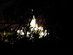 Phanophorus perspicax