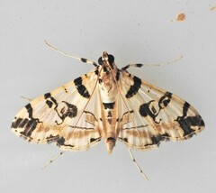 Conchylodes salamisalis