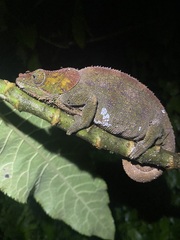 Calumma crypticum