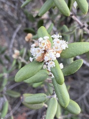 Ceanothus crassifolius