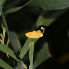 Conogethes