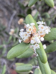 Ceanothus crassifolius