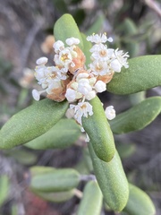 Ceanothus crassifolius