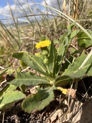 Sonchus megalocarpus