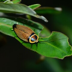 Ellipsidion reticulatum
