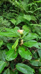 Costaceae