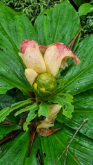 Costaceae