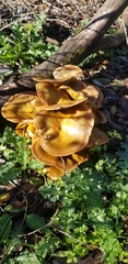 Omphalotus olivascens