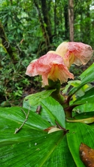 Costaceae
