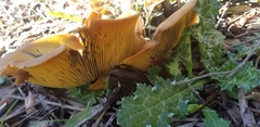 Omphalotus olivascens