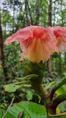 Costaceae