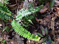 Asplenium normale