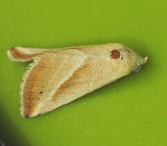 Eublemma recta