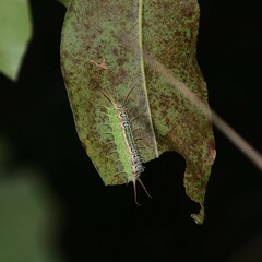 Doratifera quadriguttata