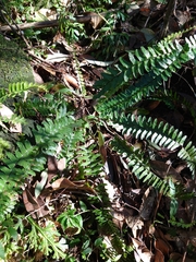 Asplenium normale
