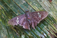 Chrysoplectrum perniciosus