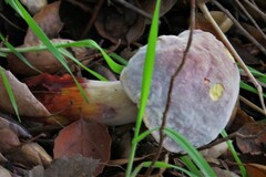 Hypomyces microspermus