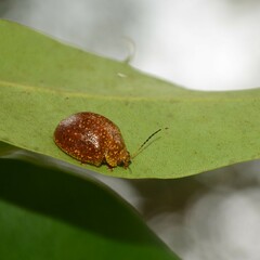Paropsis affinis