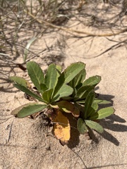 Sonchus megalocarpus