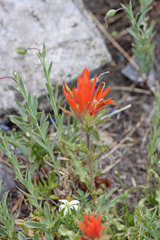 Castilleja applegatei viscida