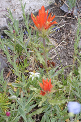 Castilleja applegatei viscida