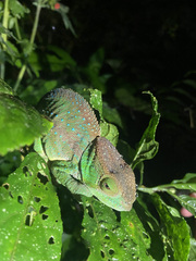 Calumma oshaughnessyi