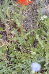 Castilleja applegatei viscida