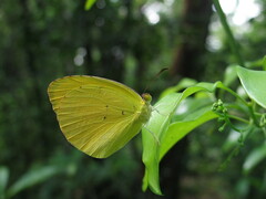 Pyrisitia dina