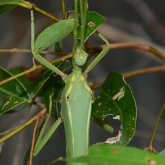 Podacanthus viridiroseus