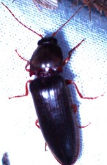 Hemicrepidius