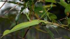 Podacanthus viridiroseus