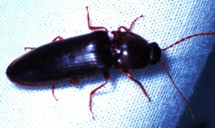 Hemicrepidius