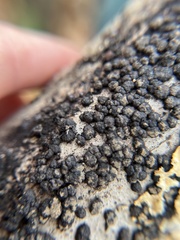 Jackrogersella cohaerens