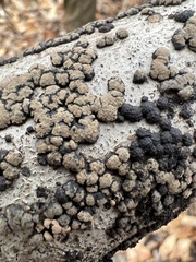 Jackrogersella cohaerens