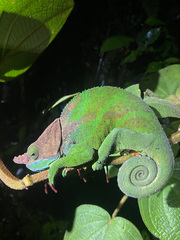 Calumma oshaughnessyi