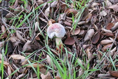 Hypomyces microspermus